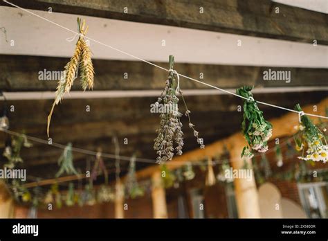 Hanging Herbs and Flowers Drying in a Rustic Indoor Setting Stock Photo ...