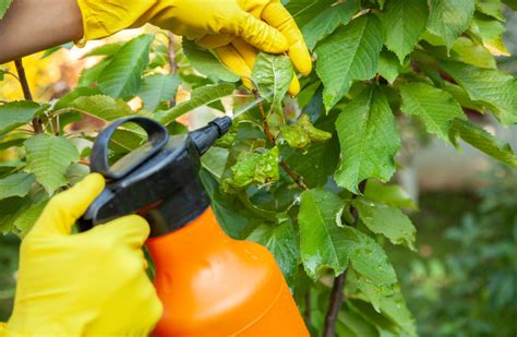 Natural Pest Control Solutions for Your Garden - My Organic Garden