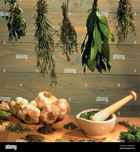 Dried herbs. A selection of dried cooking herbs, with whole garlic ...