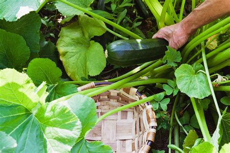 The Ultimate Guide to Harvesting Vegetables in Your Garden – Lost Coast ...