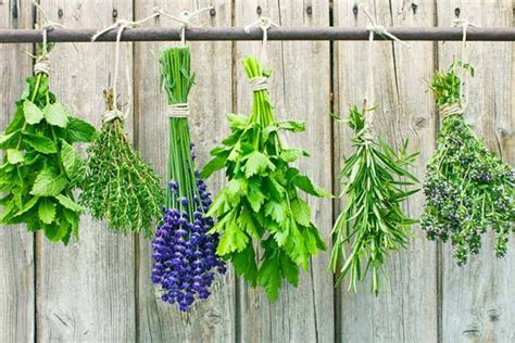 How to Preserve Fresh Herbs | Foodal