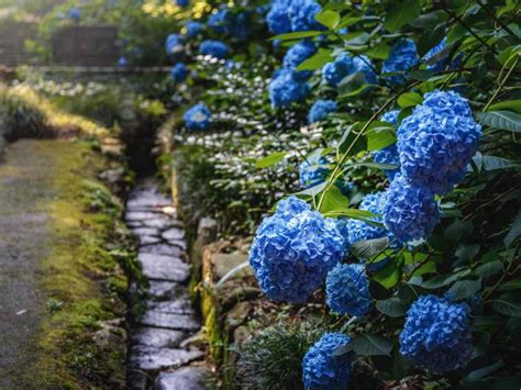 A dream-worthy blue garden, ideas for blue landscaping