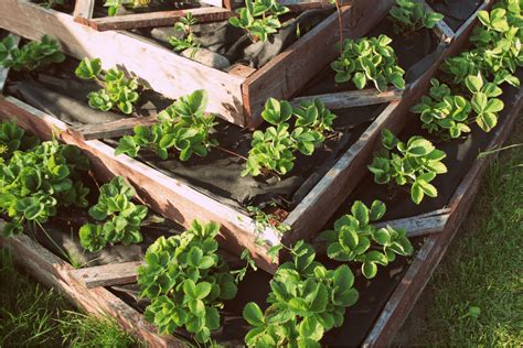 How To Layer Raised Garden Bed | Storables