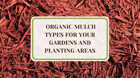 13 Organic Mulch Types for Your Gardens and Planting Areas - Plant America