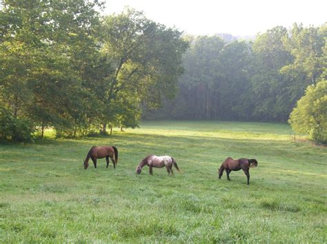 Horse Farm Green Summer Pasture Free Stock Photo - Public Domain Pictures