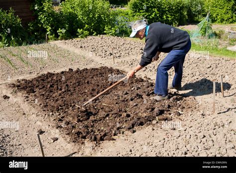 woman spreading manure on a garden Stock Photo - Alamy