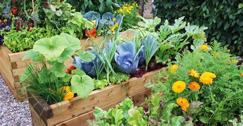 Vegetable Garden Companion Plants