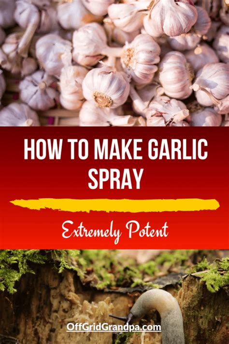 How To Make Garlic Spray ( Extremely Potent ) » Off Grid Grandpa
