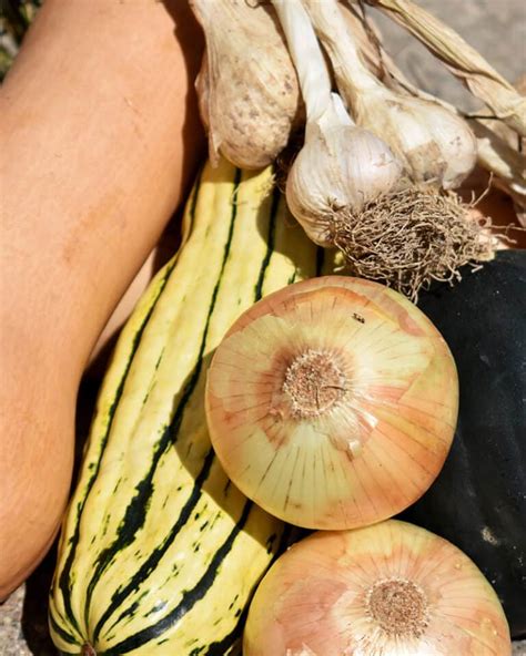Top Tips For Storing Vegetables Without a Root Cellar • The Prairie ...