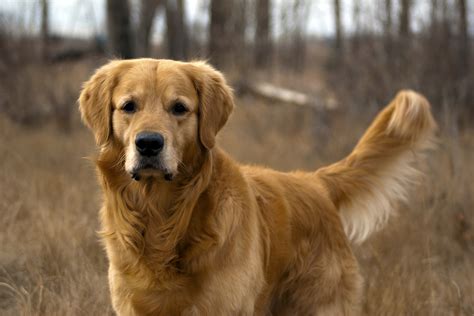 Fotografías de Golden Retrievers - Web del Golden Retriever