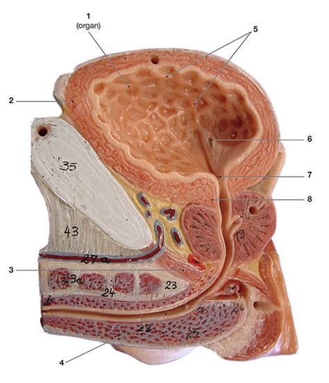 bladder Diagram | Quizlet