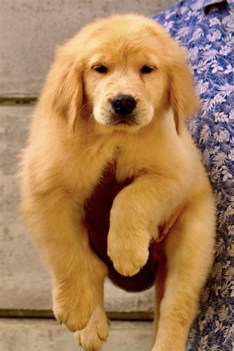What Is The Of Golden Retriever Puppy In India - Infoupdate.org