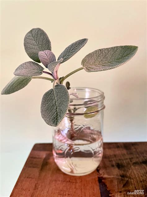 Growing Herbs in Water: Tips for Success and 10 Delicious Options