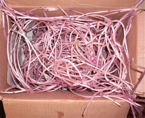 How to Store Root Vegetables in Boxes in a Cellar: Illustrated Guide ...