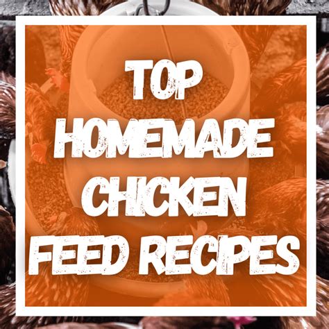 Simple homemade feed recipes to boost backyard chicken egg production?