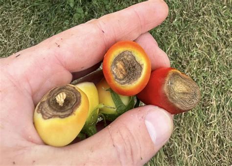 How to naturally deter garden pests from my heirloom tomatoes?
