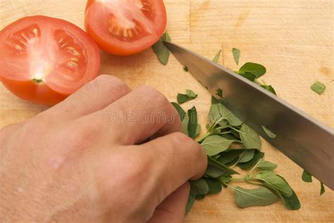 Chopping fresh herbs stock image. Image of dieting, closeup - 11729451