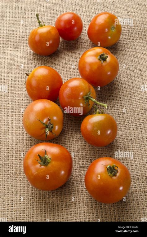 freshly harvested tomatoes from organic farming on jute Stock Photo - Alamy