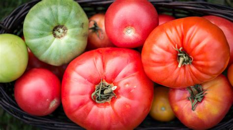 Best way to preserve a bountiful garden tomato harvest without canning?