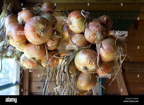 Hanging onions hi-res stock photography and images - Alamy