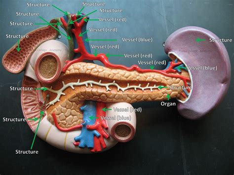 Digestive System Model Labeled