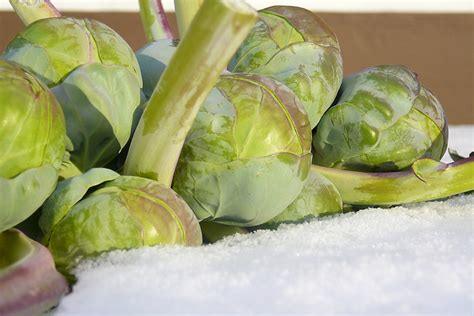 Sustainable ways to extend the harvest season in a small country garden?