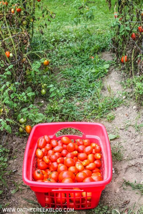 Garden Harvest 2020 - tiff on the creek blog