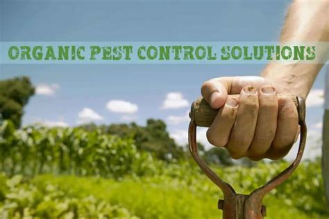 Organic Pest Control For Your Garden - Prepper's Will