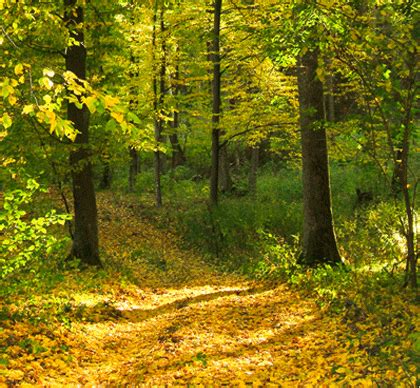 Natural pest control for organic vegetable gardens?