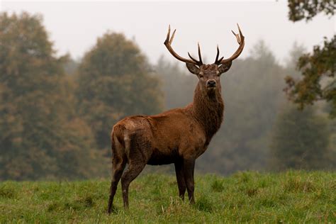 Meet all six species of British deer - Discover Wildlife
