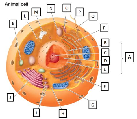 Animal Cell Diagram | Quizlet