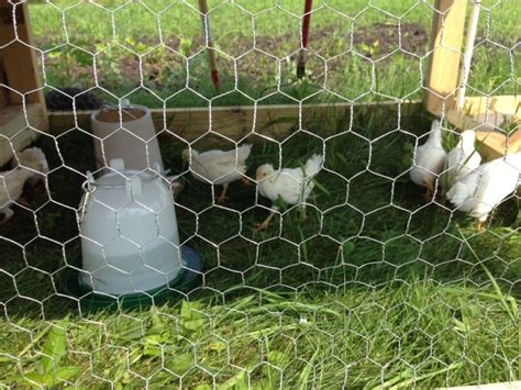 The Homesteaded Mom: Completed chicken coop