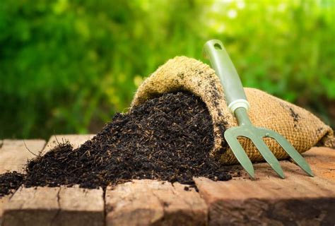 How Bone Meal Can Help You Grow The Best Garden - Gardening Mentor