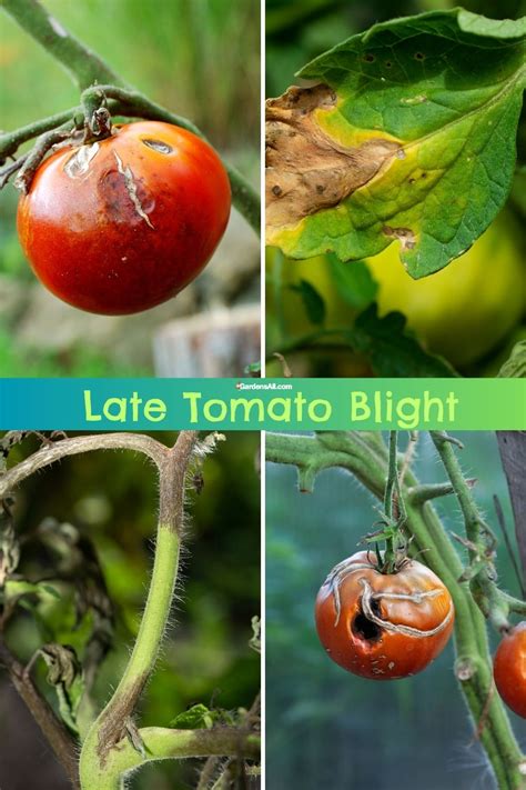 Tomato Late Blight - What is It and How to Treat It? - GardensAll