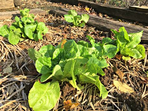 How to successfully preserve garden gluts for year-round real food meals?