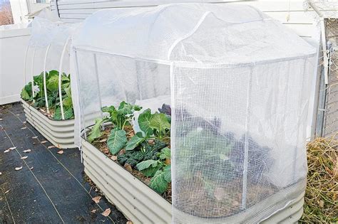 grow-vegetables-on-raised-garden-bed-with-cover.jpg__PID:18d22394-e800 ...