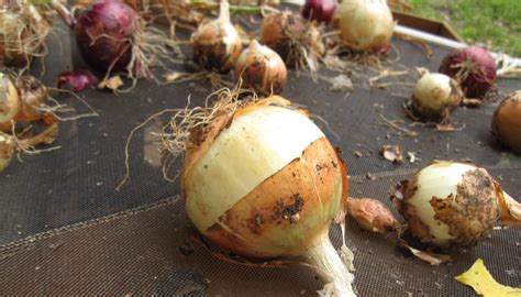 An Austin Homestead: Curing Onions