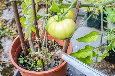 Watering Tomato Plants - How To, How Often & How Much - Tomato Bible
