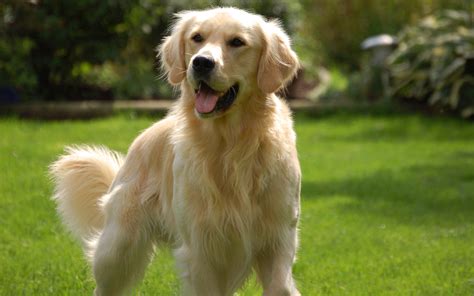 Golden Retriever Bliss HD Wallpaper