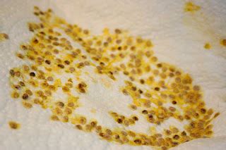 Everyday Finesse: Saving Heirloom tomato seeds