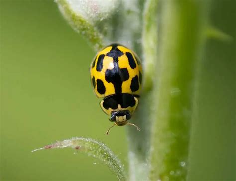 Yellow Ladybug