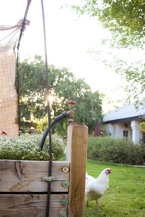 Finley and Oliver: Our Raised Beds
