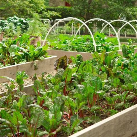 9 Tips for Beginner Organic Vegetable Gardeners - Backyard Vegetable ...