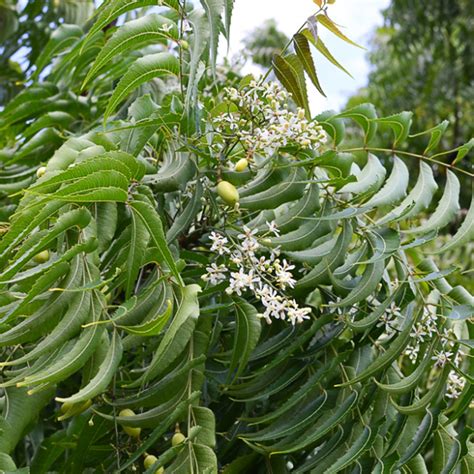 Neem (Azadirachta indica) | Tooth Mountain Nursery