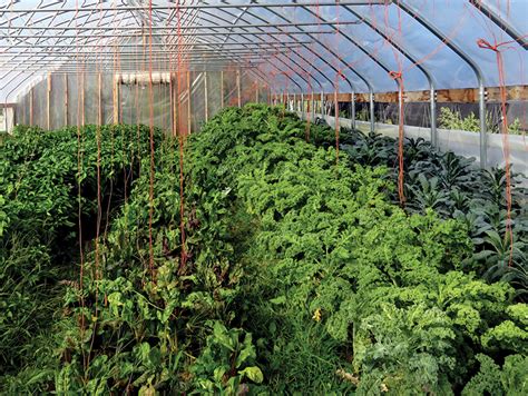 Ag Bites: Make The Most Of Your Garden Hoop House, Year-Round - Hobby Farms
