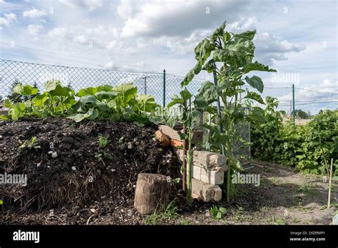 Compost heap in the garden with pumpkin plants and sunflower Stock ...