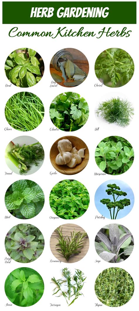 Herb Identification - How to Identify Herbs - Free Herb Gardening Printable