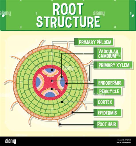Internal structure of root diagram illustration Stock Vector Image ...