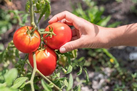 The Ultimate Guide to Harvesting Vegetables in Your Garden – Lost Coast ...