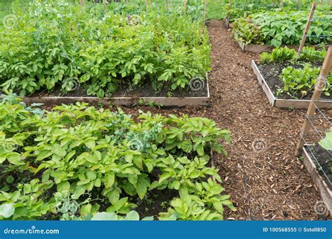 Garden Beds with Wood Chip Mulch Stock Image - Image of outdoors, farm ...